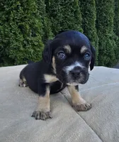 Purple, a female Cocker Spaniel and Pomsky for sale in LaPorte, IN – Photo 1 of 3