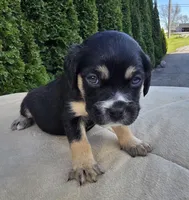 Purple, a female Cocker Spaniel and Pomsky for sale in LaPorte, IN – Photo 3 of 3