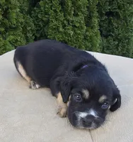 Purple, a female Cocker Spaniel and Pomsky for sale in LaPorte, IN – Photo 2 of 3