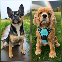 Violet, a female Cocker Spaniel and Pomsky for sale in LaPorte, IN – 5 of 5