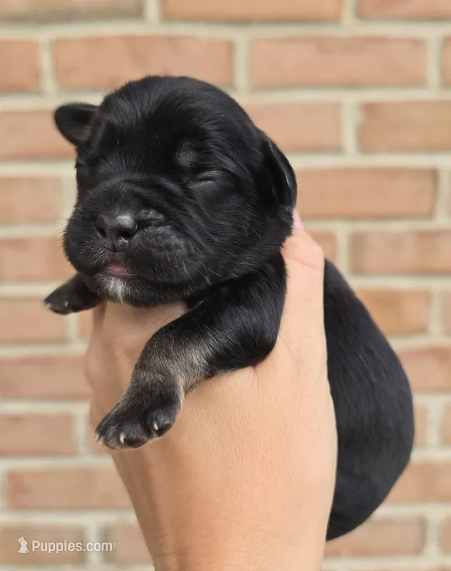 Daisy – Cocker Spaniel, Pomsky puppy for sale in LaPorte, IN