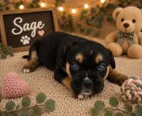 Sage, a female French Bulldog and Pomsky for sale in LaPorte, IN – 1 of 1