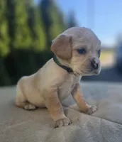 Green, a male Cocker Spaniel and Pomsky for sale in LaPorte, IN – Photo 3 of 3