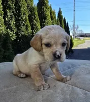 Green, a male Cocker Spaniel and Pomsky for sale in LaPorte, IN – Photo 2 of 3