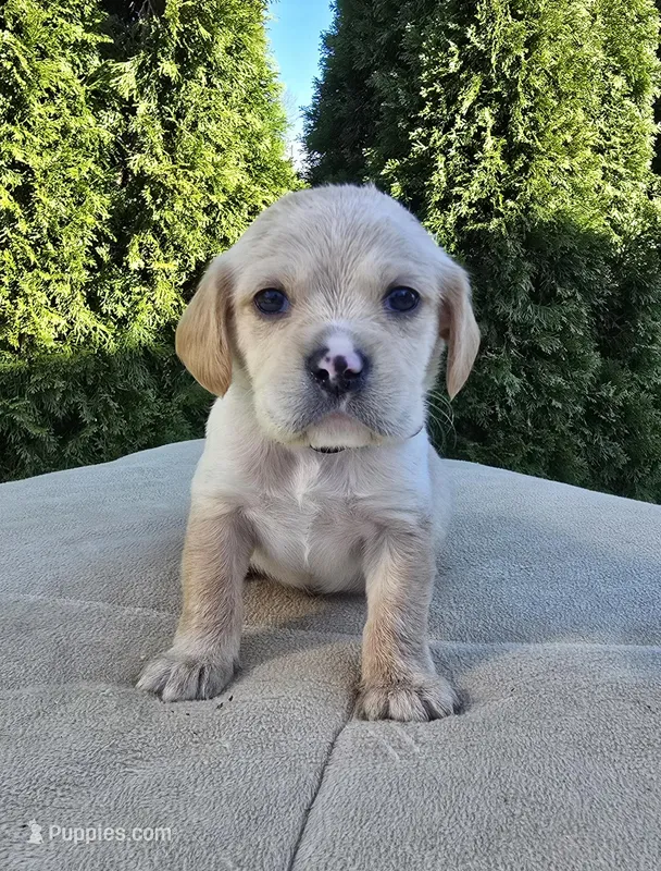 Green – Cocker Spaniel, Pomsky puppy for sale in LaPorte, IN