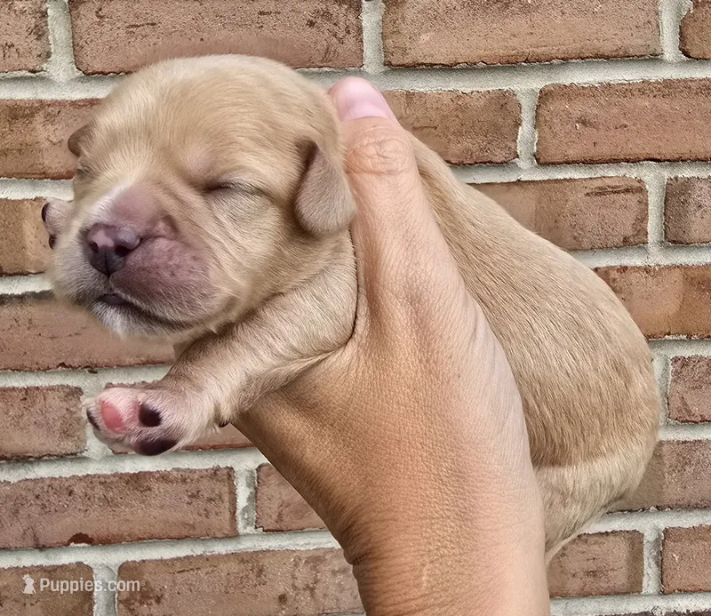 Hazel – Cocker Spaniel, Pomsky puppy for sale in LaPorte, IN
