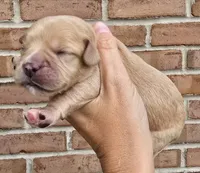 Hazel, a female Cocker Spaniel and Pomsky for sale in LaPorte, IN – 1 of 5