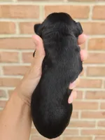 Iris, a female Cocker Spaniel and Pomsky for sale in LaPorte, IN – 3 of 5
