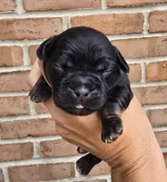 Iris, a female Cocker Spaniel and Pomsky for sale in LaPorte, IN – 2 of 5