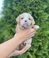 Yellow, a female Cocker Spaniel and Pomsky for sale in LaPorte, IN – Photo 2 of 3
