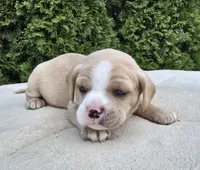 Yellow, a female Cocker Spaniel and Pomsky for sale in LaPorte, IN – Photo 3 of 3