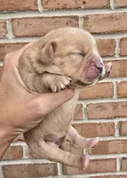 Hazel, a female Cocker Spaniel and Pomsky for sale in LaPorte, IN – 3 of 5