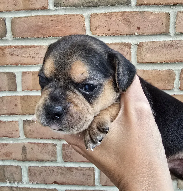 Storm – French Bulldog, Pomsky puppy for sale in LaPorte, IN