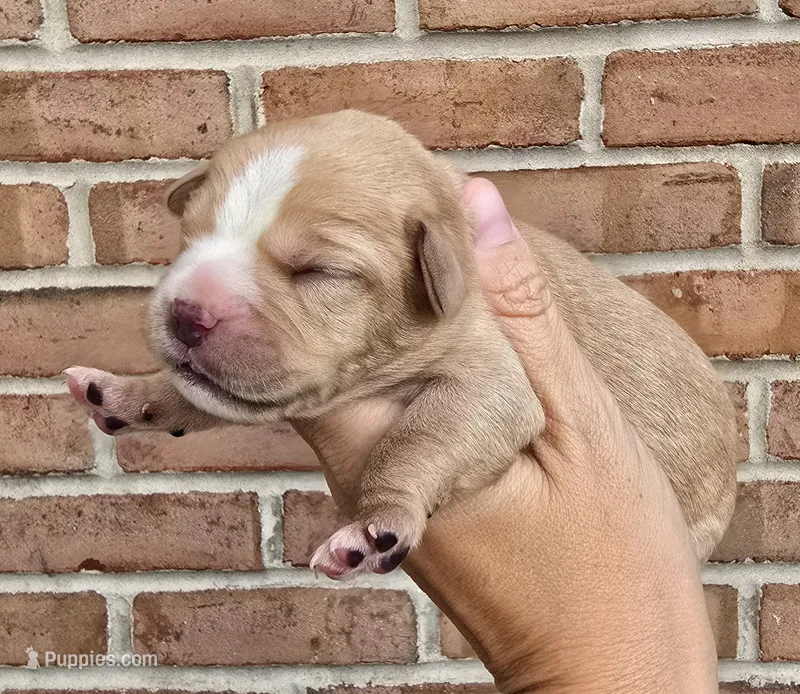 Dahlia – Cocker Spaniel, Pomsky puppy for sale in LaPorte, IN