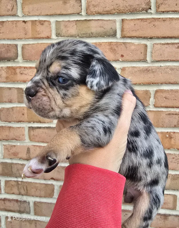 Aspen – French Bulldog, Pomsky puppy for sale in LaPorte, IN