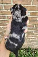 Rain, a male French Bulldog and Pomsky for sale in LaPorte, IN – 3 of 4