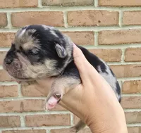 Rain, a male French Bulldog and Pomsky for sale in LaPorte, IN – 4 of 4