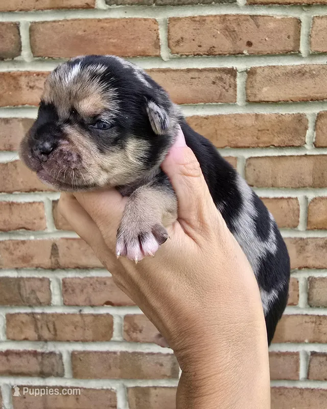 Rain, a male French Bulldog and Pomsky for sale in LaPorte, IN – 1 of 4