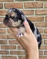 Rain, a male French Bulldog and Pomsky for sale in LaPorte, IN – 1 of 4