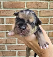 Rain, a male French Bulldog and Pomsky for sale in LaPorte, IN – 2 of 4