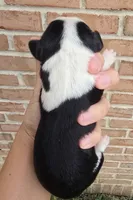 Oakley, a male Cocker Spaniel and Pomsky for sale in LaPorte, IN – 3 of 5