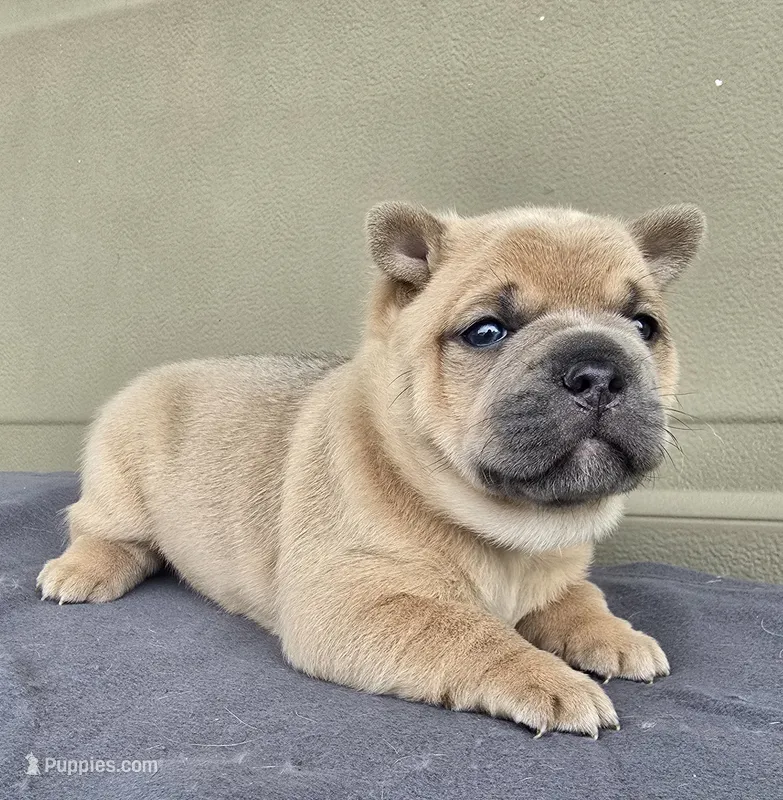 Bentley – French Bulldog, Siberian Husky puppy for sale in LaPorte, IN
