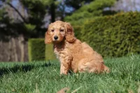 Spencer, a male Miniature Goldendoodle for sale in Dundee, OH – Photo 7 of 7