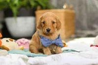 Spencer, a male Miniature Goldendoodle for sale in Dundee, OH – Photo 3 of 7