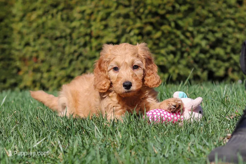 Spencer – Miniature Goldendoodle puppy for sale in Dundee, OH