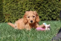 Spencer, a male Miniature Goldendoodle for sale in Dundee, OH – Photo 1 of 7