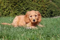 Spencer, a male Miniature Goldendoodle for sale in Dundee, OH – Photo 3 of 7