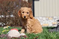 Spencer, a male Miniature Goldendoodle for sale in Dundee, OH – Photo 2 of 7