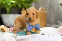 Spencer, a male Miniature Goldendoodle for sale in Dundee, OH – Photo 2 of 7