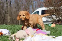 Spencer, a male Miniature Goldendoodle for sale in Dundee, OH – Photo 5 of 7