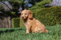 Spencer, a male Miniature Goldendoodle for sale in Dundee, OH – Photo 4 of 7