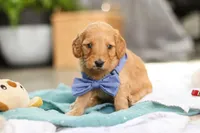 Spencer, a male Miniature Goldendoodle for sale in Dundee, OH – Photo 7 of 7