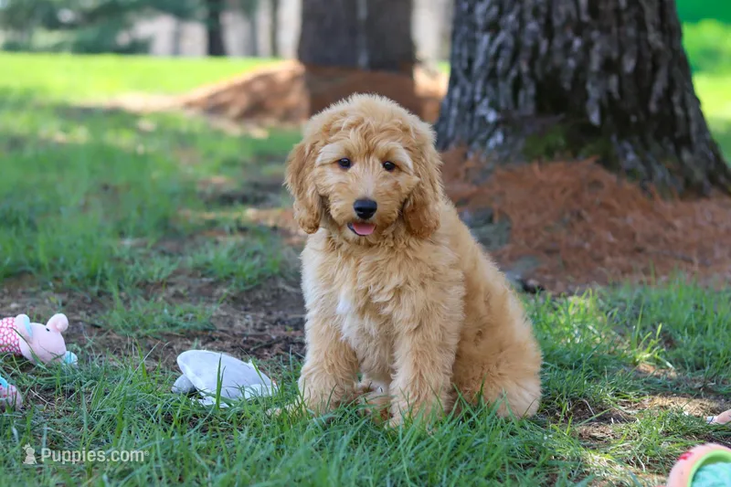 Spencer – Miniature Goldendoodle puppy for sale in Dundee, OH