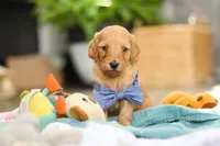 Spencer, a male Miniature Goldendoodle for sale in Dundee, OH – Photo 6 of 7