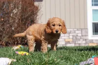 Spencer, a male Miniature Goldendoodle for sale in Dundee, OH – Photo 6 of 7