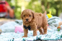 Wally, a male Cavapoo for sale in Dundee, OH – 5 of 10