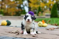 Lala, a female Bernedoodle for sale in Dundee, OH – 1 of 6