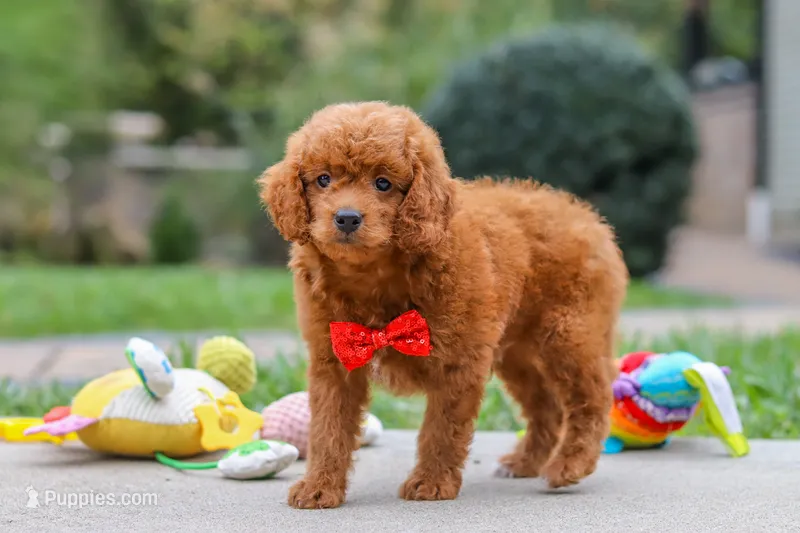 Bodie – Goldendoodle puppy for sale in Dundee, OH