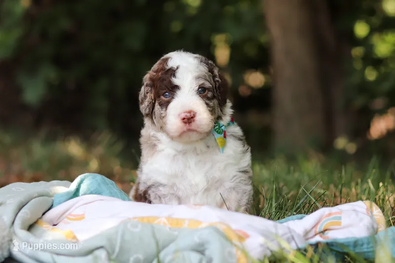 Wyatt – Bernedoodle puppy for sale in Dundee, OH