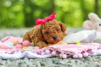 Lilly, a female Poodle - Toy  for sale in Dundee, OH – 9 of 9