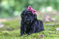 AKC Belle, a female Poodle - Toy  for sale in Dundee, OH – 8 of 8