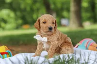 AKC Leo, a male Poodle - Standard  for sale in Dundee, OH – 6 of 7