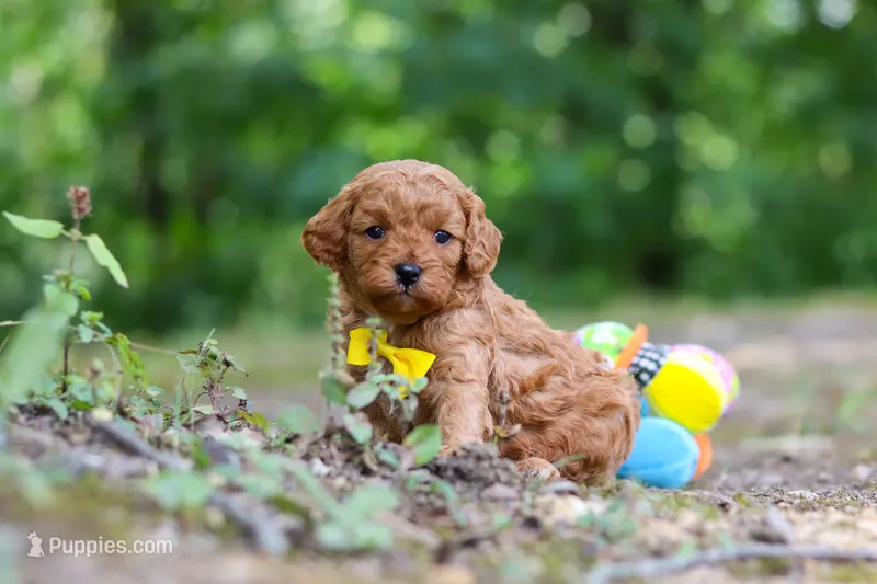 Victor – Cavapoo puppy for sale in Dundee, OH