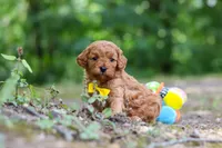 Victor, a male Cavapoo for sale in Dundee, OH – 1 of 10