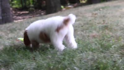 AKC Blossom, a female Poodle - Multi-Colored Standard and Poodle - Standard  for sale in Dundee, OH – 10 of 10