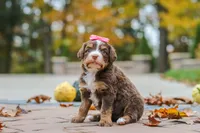 Honey, a female Bernedoodle for sale in Dundee, OH – 2 of 8